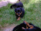 Welpen von Umbra und Drago