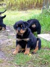 Welpen von Tosca und Ulix