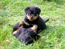 Welpen von Tosca und Ulix