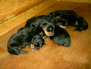 Welpen von Tosca und Ulix