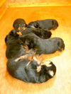 Welpen von Tosca und Ulix
