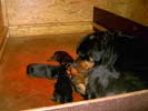 Welpen von Tosca und Drago
