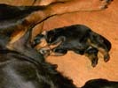 Welpen von Tosca und Drago
