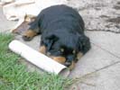 Welpen von Tosca und Drago