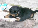 Welpen von Tosca und Drago