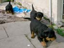 Welpen von Tosca und Drago