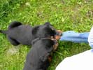 Welpen vom A-Wurf 21.07.2006 (4 Wochen alt)