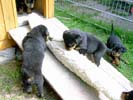 Welpen vom A-Wurf 21.07.2006 (4 Wochen alt)
