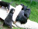 Welpen vom A-Wurf 21.07.2006 (4 Wochen alt)