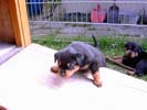 Welpen vom A-Wurf 21.07.2006 (4 Wochen alt)