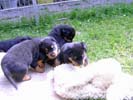 Welpen vom A-Wurf 21.07.2006 (4 Wochen alt)