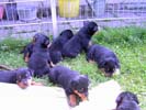Welpen vom A-Wurf 21.07.2006 (4 Wochen alt)