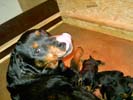 Welpen vom Z-Wurf 06.05.2006 (8 Tage alt)