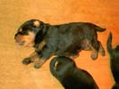 Welpen vom Z-Wurf 06.05.2006 (16 Tage alt)
