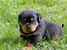 Welpe vom Z-Wurf 06.05.2006 (4 Wochen alt)