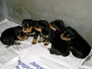 Welpen vom Z-Wurf 06.05.2006 (3 Wochen alt)